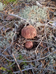 Your_Liza Nature Pic 2