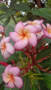 ValloletPainTabbo's photo