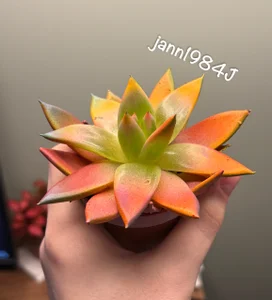 MeviCoral 💐Flowers from you, and presents 🎁 صورة واحدة|MeviCoral 💐Flowers from you, and presents 🎁 صورتان|MeviCoral 💐Flowers from you, and presents 🎁  2 صور|MeviCoral 💐Flowers from you, and presents 🎁  2 صورة