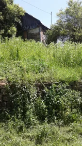 ExquisiteMature Mystic herbs Hình 5