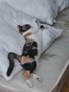 Chrissy_Joyful Meet my cats 사진