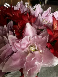 curvycatwow My b-day🎉I love flowers صورة واحدة|curvycatwow My b-day🎉I love flowers صورتان|curvycatwow My b-day🎉I love flowers  4 صور|curvycatwow My b-day🎉I love flowers  4 صورة