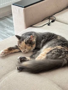 DarkxFoxy My lovely Kitty Pic 2