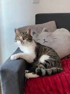 Zdjęcia Sexy_Lava my cat says meow happy holiday everyone:  8