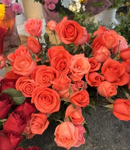 Public de Lady_LauraRose  8 Imagens