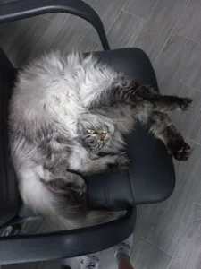 Alicia_x_art My pets صورة واحدة|Alicia_x_art My pets صورتان|Alicia_x_art My pets  6 صور|Alicia_x_art My pets  6 صورة