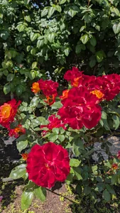 OsikokusamaのPublicの 4枚の写真