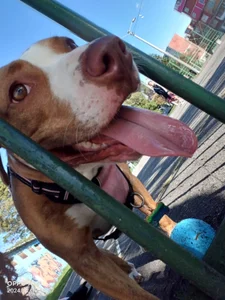 Eva_lenox I present to you my pet! Valka ♥ Pic 4