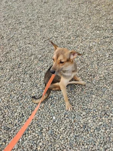 Silvia_Santorskii animal shelter Foto 4