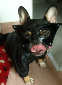 luzcastillo07 kullanıcısının Halloween 2023 albümü -  fotoğraf