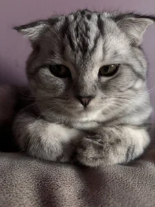 gRey junior 🐱 de ReiYosimoto Foto 5
