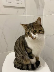 Zdjęcia Sexy_Lava my cat says meow happy holiday everyone:  6