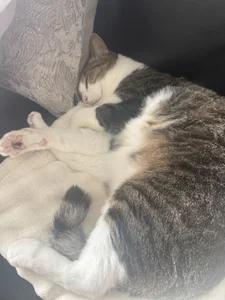 miyabi_chan_JP うちの猫🐱 Fotka 2