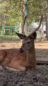 Luna_Raee Going to the zoo Foto 7