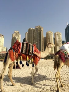 BigBoobsNatural I visited 64 countries and 17 US states;) Billede