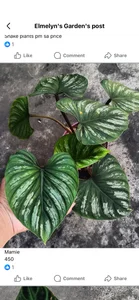 hyacinth30 Public Hình 3