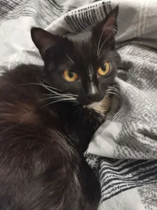 Shadow_Passion CATS! Pic 4