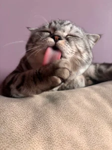 gRey junior 🐱 de ReiYosimoto Foto 6
