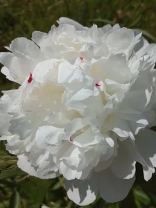 GypsyEsmeralda My love 圖片 3