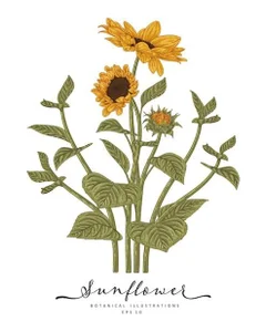 Public de aesmeraldinha  3 Imagens