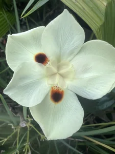 ronald_thompson20 Un poco más de mi. A little more of me Pic 4