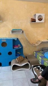 ameliaminkx Animal shelter Immagine 