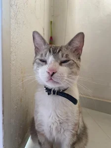 Meow 💕 de DmitriSanders  9 photos