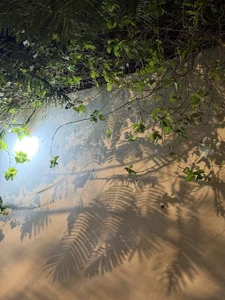 nian_nian_ 01/16 是浪漫也是孤独（厦门音乐沙滩） صورة واحدة|nian_nian_ 01/16 是浪漫也是孤独（厦门音乐沙滩） صورتان|nian_nian_ 01/16 是浪漫也是孤独（厦门音乐沙滩）  4 صور|nian_nian_ 01/16 是浪漫也是孤独（厦门音乐沙滩）  4 صورة