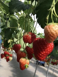 TsukasaSakai Public 圖片 3