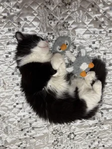 Melissa_Law_ Public Foto