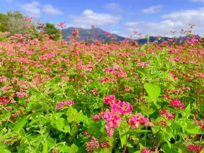 Kohane_ch Public  5. fénykép