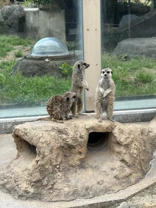 honopisu_jp 🦁 Hình 4