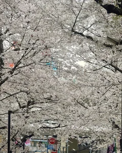 Babe_YK's Sakura 2024 Sex Photo 2