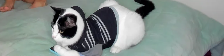 sophie_cute66 kullanıcısının My honey cat 💕 albümü -  4 fotoğraf