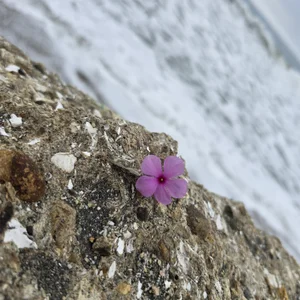 Mary_pinkish cómo te parezco Pic 7