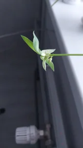 RocKStone_ babe plants 圖片 2