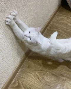 My cutties cat Asya :3 de NovaEva_ Foto 6