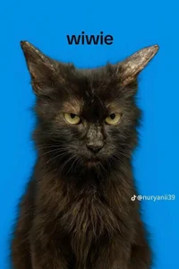 assluv1909 Public Poză