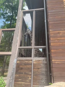 beril_kiss- Zoo Foto 7