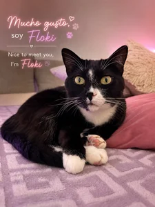 sofix__ My space 💖, my cats🐾 รูป  5