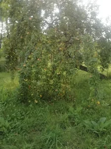 ExquisiteMature Blessings of a mystical tree Poză 4