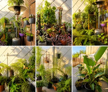 DanteRun Mijn Kamerplanten Billede 3