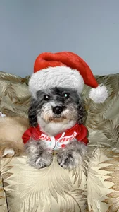 Kat_Art My adopted angels зображення