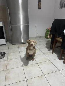 big-cock33a Public Pic 4