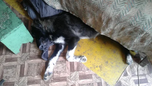 ExquisiteMature Luna Wolf Soul Hình 8