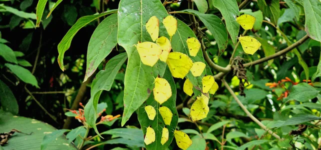 Kore_Persephone 📸🩵🪷🌻My Friends the Flowers🌻🪷🩵📸🎬🌿🥀 사진 8