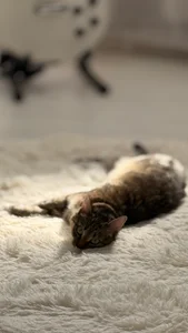 NatalForsy My kittys^^ Kuva