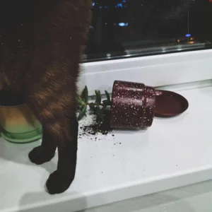 mimibunxo georgie! Foto 2