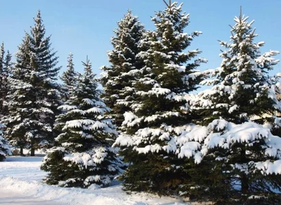 MichelleGrase Magical Winter Εικόνα 3