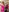 My intimate pink vacation photos